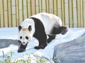 Visitors to the Toronto Zoo can view the two adult and two baby pandas. (Special to Postmedia News)