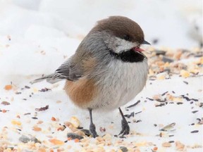 Have you ever wondered why tiny animals, like the chickadee above, don't freeze to death in the winter? The Sun's Tom Spears explains. (Wilson Hum, Postmedia)