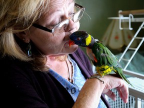 Tim Miller/The Intelligencer
Donna Johnstone, founder of Flying Hope Pet Bird Sanctuary, cuddles up with a lory named Billy on Thursday in Frankford. Johnstone takes in pet birds that can no longer stay in their present home.