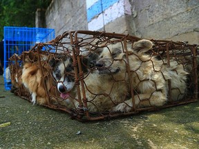 In this undated handout photo, cages of dogs destined for Canada sit in a walled-in area after they were rescued from delivery to a dog meat festival in Yulin, China, by an animal protection organization. THE CANADIAN PRESS/HSIC