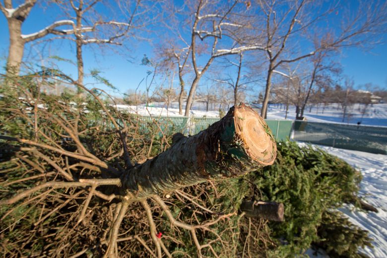 Tree recycling depots open Winnipeg Sun
