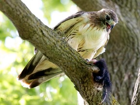 Among the species down in numbers in this year's Kingston bird count was the red-tailed hawk. (Craig Glover/Postmedia Network)