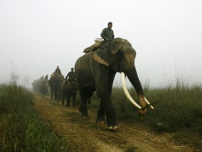 Nepalese mahouts lead their elephants to the banks of the Rapati river, some 200 kms southwest of Kathmandu, on December 2, 2010. (PRAKASH MATHEMA/AFP/Getty Images)