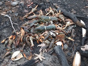 Dead sea creatures are shown washed ashore in Savary Provincial Park near Digby, N.S. on Monday Dec. 26, 2016 in this image provided by Eric Hewey. (THE CANADIAN PRESS/HO-Eric Hewey)