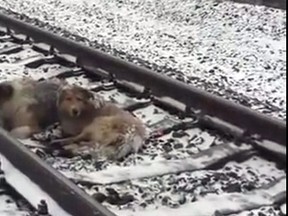 Panda (right) protects Lucy from an oncoming train. (YouTube screen grab)