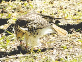 Although red-tailed hawks are common, the opportunity to capture one on film while it feeds can be a special moment. This bird was photographed from behind a tree near the Thames River in north London in late June. (photos by PAUL NICHOLSON/SPECIAL TO POSTMEDIA NEWS)