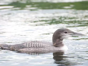 A grey loon on Lake Kashagawigamog, Haliburton, On.