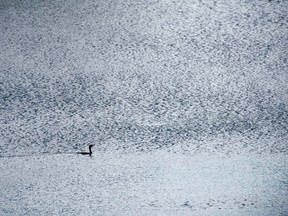 A lone cormorant skims across the surface of Fanshaw Lake at Fanshawe Conservation area in London, Ont. on Wednesday October 5, 2016. Derek Ruttan/The London Free Press/Postmedia Network