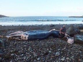 Charlie Thibodeau walks next to a whale at Whale Cove near Digby, N.S. on Tuesday Dec. 27, 2016.  THE CANADIAN PRESS/HO-Jennifer Hope Thibodeau