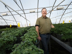 Michiel Verheul poses for a photo at High Q Greenhouses located outside of Morinville, Alberta on Wednesday, December 21, 2016. The greenhouse industry is concerned about the coming impact of Alberta's carbon tax. Ian Kucerak / Postmedia