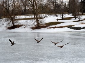 The New Year’s bird walk will take place at Greenway Park on Sun. Jan 1, 2017 from 10:30 a.m. – 12:00 p.m. It is open to all ages.