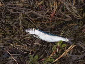 A dead herring lies on the shore in Savary Provincial Park in Plympton, N.S. on Thursday, Dec. 29, 2016. Scientists say they don't know the cause of the deaths but continue to look for answers. THE CANADIAN PRESS/Andrew Vaughan