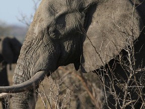 An elephant walks through the bush at the Southern African Wildlife College on the edge of Kruger National Park in South Africa. The Chinese government said in a statement released on Friday Dec. 30, 2016, it will shut down its official ivory trade at the end of 2017 in a move designed to curb the mass slaughter of African elephants.(AP Photo/Denis Farrell, FILE)