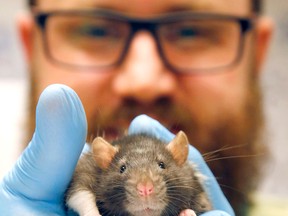 Andrew Fraser, executive director of Peterborough Humane Society, handles one of 30 domestic rats, from a group of 600, that arrived Dec. 23 after being removed from an apartment in North Bay. 
Clifford Skarstedt/Postmedia Network