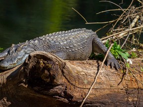 A siamese crocodile is pictured in Khao Yai National Park in Thailand in this file photo. (kajornyot/Getty Images)