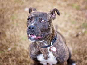 A pit bull mix is pictured in this file photo. (Getty Images Files)