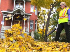 Kendra Donkers, with Sarnia's Parks and Recreation Department, clears leaves from the sidewalks at the Lawrence House Centre for the Arts on Friday November 4, 2016 in Sarnia, Ont. The Lambton College Arts Collective is on exhibit at the downtown centre during the month of November.
Paul Morden/Sarnia Observer/Postmedia Network