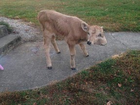 A photo provided by Brandy McCubbin, date not known, in Taylor County, Ky., shows a two-faced calf named Lucky, who died Monday, Jan. 2, 2017. The Lexington Herald-Leader reports the McCubbin family had been trying to raise $500 for a scan to see if the calf's cleft palate could be repaired, which would allow her to eat hay. Donors gave thousands of dollars, and Brandy McCubbin said the family is looking for a charitable cause for the money. McCubbin said the calf was 108 days old when she died. The animal had four eyes, two noses and two mouths. (Brandy McCubbin via AP)