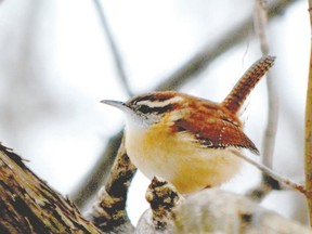 The Carolina wren was among the 72 species seen on this season?s Christmas Bird Count in London. Pete Read, the longtime London count compiler, said that the Carolina wren numbers are rebounding. (MICH MacDOUGALL/SPECIAL TO  POSTMEDIA NEWS)