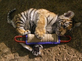 In this Dec. 12, 2016, photo, Kashtan, an Amur tiger cub, plays with a toy at the Milwaukee County Zoo in Milwaukee where he is being hand-raised away from his mother and two sisters by staff - an unusual undertaking for a zoo. He had an infection at about a month old and had to be separated so medical staff could care for him. He was gone for about a month and zoo officials didn't know whether the mother would take him back and didn't want to risk his health or safety. (AP Photo/Carrie Antlfinger)