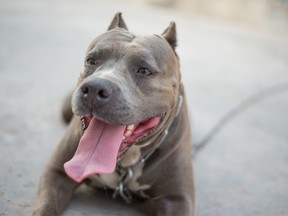 Stock image of a pittbull.
