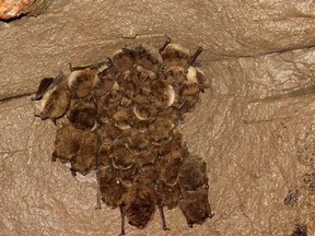 Cluster of bats are seen in a hibernaculum in western Alberta. These little brown bats are an endangered species in Canada, due to the threat of white-nose syndrome. A new community bat program aims to get the public involved in efforts to prevent the spread of the disease. GREG HORNE