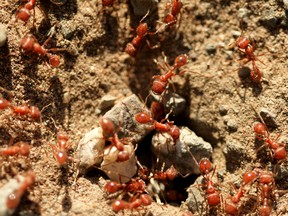 A Bolivian woman is dead after being bitten to death by fire ants.