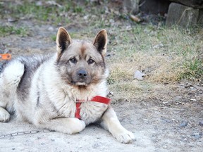 Tonka, a Norwegian elkhound, was killed Jan. 4 at his Lively home by a husky and a bull mastiff. Vicious dog orders have been put in place to protect the community. (supplied photo)