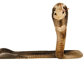 A cobra. (Toronto Sun files)