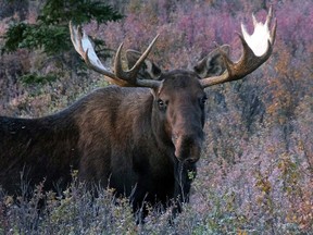 A moose in the wild. (Canadian Press file photo)