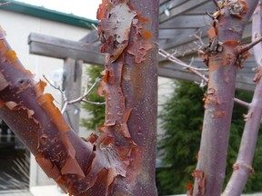 Paperbark Maple has unique burgundy coloured bark with layers that can be peeled off like an onion skin. John DeGroot photo