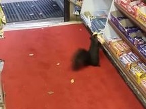 A squirrel steals chocolate from Luke's Grocery on Logan Ave. in Toronto in a screengrab from an undated video. (YouTube)