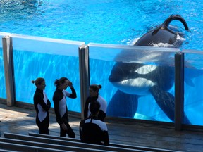 In this March 7, 2011 file photo orca whale Tilikum, right, watches as SeaWorld Orlando trainers take a break during a training session at the theme park's Shamu Stadium in Orlando, Fla.  (AP Photo/Phelan M. Ebenhack, File)