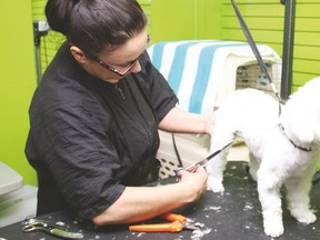 Patricia Jordan, groomer at Porthos Pet Supplies, trims the hair on Sira, a one and a half-year-old poodle cross.