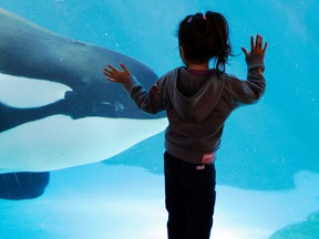 In this Nov. 30, 2006, file photo, a young girl watches through the glass as a killer whale passes by while swimming in a display tank at SeaWorld in San Diego. SeaWorld San Diego is ending its controversial and long-running killer whale show. The show that featured orcas cavorting with trainers and leaping high out of a pool ends, Sunday, Jan. 8, 2017. This summer, the park will unveil a new attraction in the pool. Orca Encounter is being billed as an educational experience that will show how killer whales eat, communicate and navigate. The park has 11 orcas. (AP Photo/Chris Park, File)