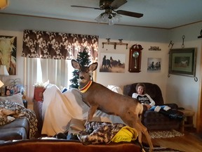 Faline, wearing one of her collars, inside the Mcgaughey residence in Ulysses, Kansas. (Courtesy of Taryn Mcgaughey)