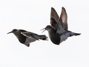 In this image provided by Katharina Kapetanopoulos via the Max Planck Institute for Ornithology, two male pectoral sandpipers in a competitive, territorial display flight in Barrow, Alaska, in June 2012. (Katharina Kapetanopoulos/Max Planck Institute for Ornithology via AP)