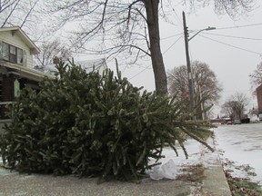 A Christmas tree sits alongside College Avenue on Monday January 9, 2017 in Sarnia, Ont. This is the week Sarnia residents can put Christmas tree out to the curb for collection. The trees are taken to the city's compost site to be ground up into wood chips sold to gardeners and landscapers. (Paul Morden/Sarnia Observer)