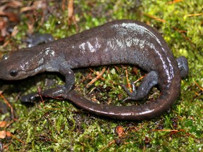 Photo courtesy of Scott Gillingwater
A Jefferson Salamander, a species-at-risk, is shown here.