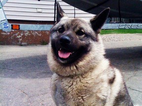 Tonka, a Norwegian elkhound, died in Lively after being attacked by two other dogs. (supplied photo)