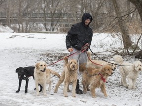 A dog walker at Sunnybrook Park where a dog got trapped under the ice and drowned. (CRAIG ROBERTSON, Toronto Sun)