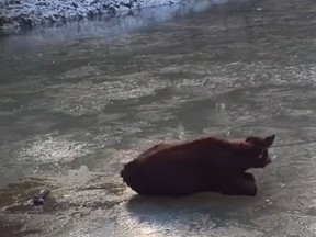A cow stranded in ice in an Oregon pond was rescued via lasso. (Screengrab)