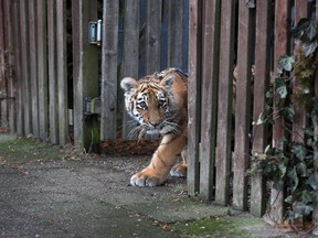 In this Jan. 9, 2017 photo four-month-old tiger baby girl Elsa looks out of a gate of a garden in Luebeck. The Siberian tiger was born in a circus and rejected by her mother. She is raised now in the house of circus artists and will be moving to the zoo in Dassow into her own enclosure in March. (Jens Buettner/dpa via AP)