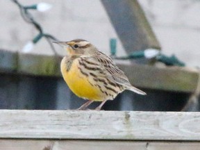 This Western Meadowlark was seen outside a home in Hickson during the final weeks of December 2016. It's likely the rarest bird ever found in Oxford during the Christmas Bird Count. (Submitted)