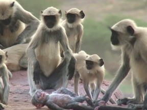 In this preview clip of BBC's newest documentary series, "Spy in the Wild," a group of langur monkeys appear to mourn a robot monkey after one of them accidentally dropped it. (YouTube screengrab)