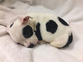 A puppy named Petey -- abandoned in a Sacramento park -- can only move by crawling and rolling around because of a brain disorder.