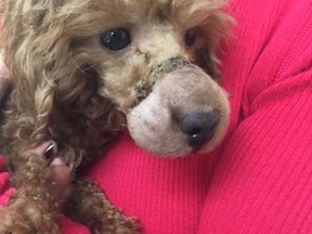 Frankie is in the care of Toronto Animal Services after a Good Samaritan found the dog with an elastic band around its muzzle.