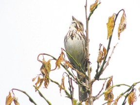 Do song sparrows throw their heads back and sing for the pure enjoyment of it, or are their other motivations at play? Western University biologist Dr. Beth MacDougall-Shackleton has studied this species and determined that its songs are a factor in mate selection. She will share insights about birdsong as part of this year?s Nature in the City series. (photo by PAUL NICHOLSON/SPECIAL TO POSTMEDIA NEWS)