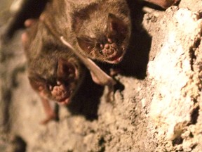 Vampire bats are pictured at the Calgary Zoo in this Jan. 8, 2006. (Colleen Kidd/Postmedia Network)