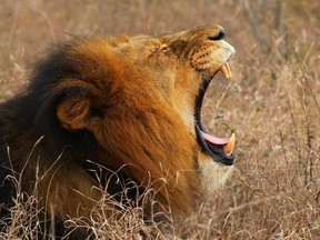 A lion yawns in South Africa in this July 19, 2010 file photo. (Cameron Spencer/Getty Images)